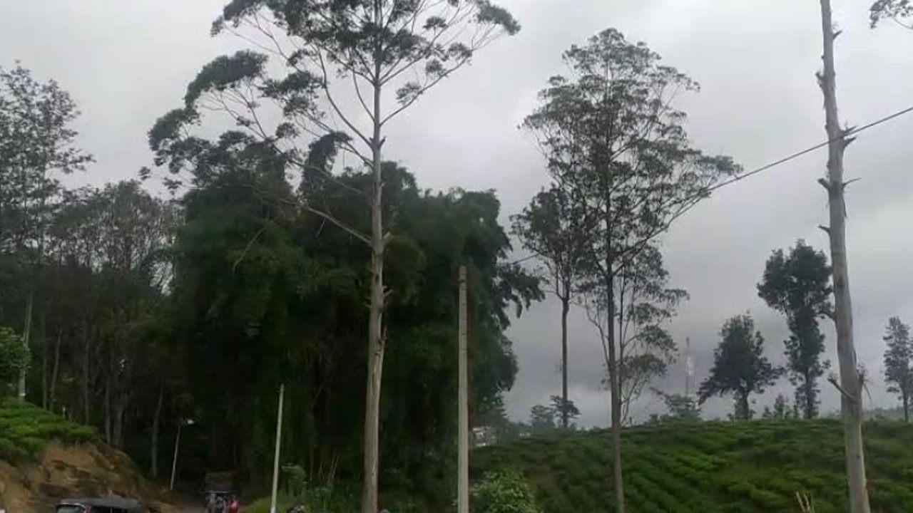 மரத்தில் இருந்து தவறி விழுந்து 52 வயது நபர் உயிரிழப்பு